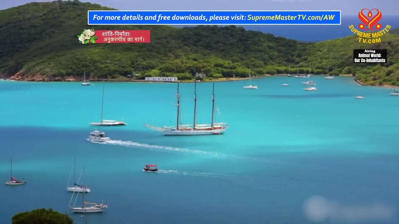 Animal World: Turkey Folk - Birds of Prey and Intelligence